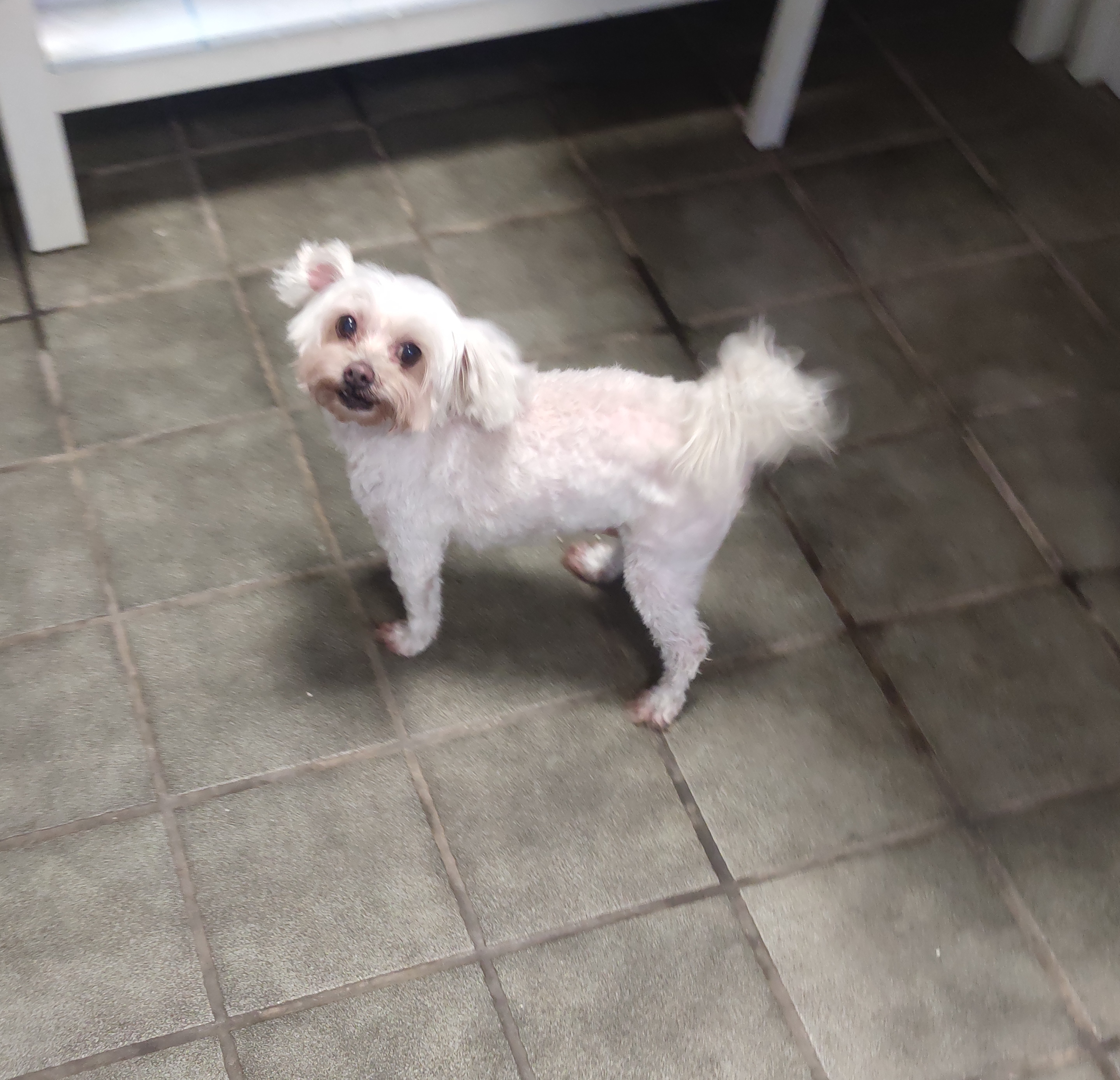 Peluquería de mascotas Yolapatitas